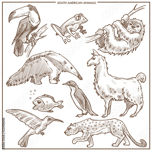 South American animals and birds vector sketch