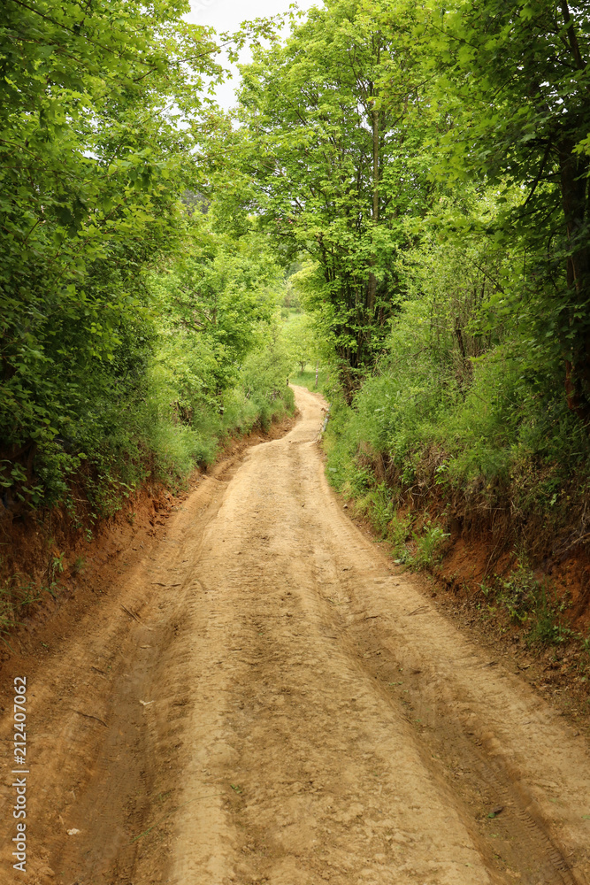 Empty clay road in the forest