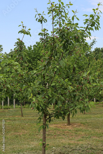 Pear tree with young fruits