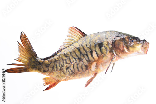 Fish carp