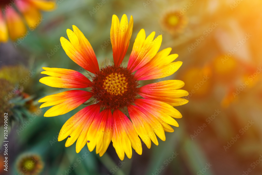 Beautiful bright flower helenium on blooming green meadow Beautiful bright flower helenium on blooming green meadow