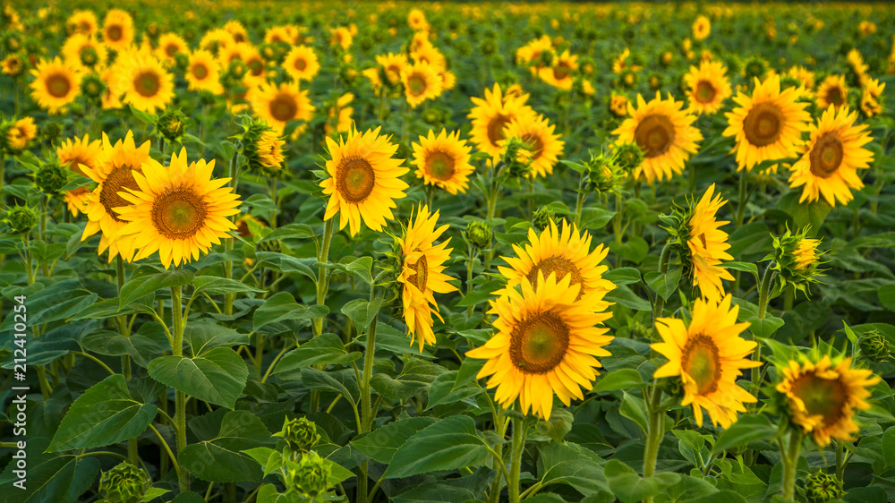 Fototapeta premium sunflowers at dawn