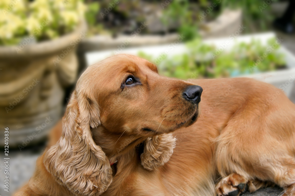 Pet spaniel dog lying down in a garden