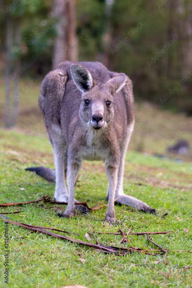 Kangaroo Kangaroo
