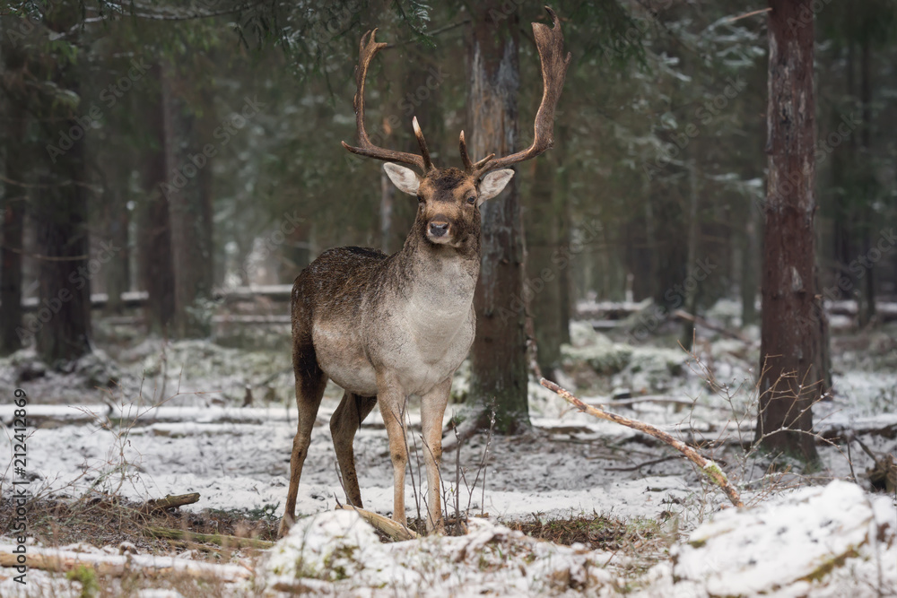 Motionless Great Stag In Winter Forest. Adult Fallow Deer With Huge Horns Looks At You.Winter Wildlife Landscape With Trophy Deer Stag ( Dama Dama, Cervidae ).Gorgeous Deer Buck. Adult Daniel.Belarus