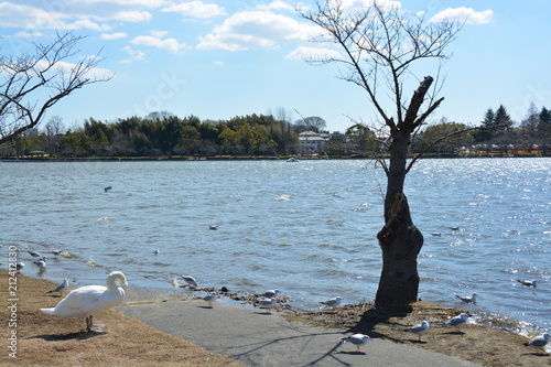 茨城県水戸の千波湖 photo