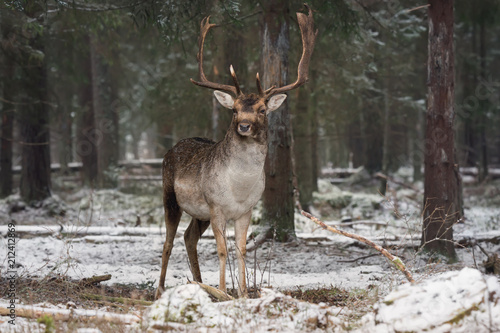 Obraz na płótnie Motionless Great Stag In Winter Forest. Adult Fallow Deer With Huge Horns Looks At You.Winter Wildlife Landscape With Trophy Deer Stag ( Dama Dama, Cervidae ).Gorgeous Deer Buck. Adult Daniel.Belarus w salonie