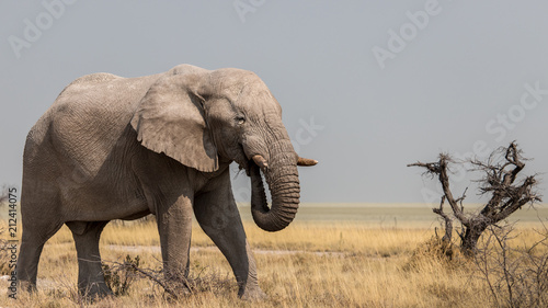 Elephant crois      Etosha