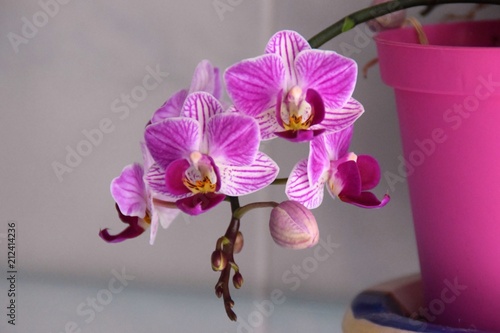 vaso di orchidea rosa con fiori photo