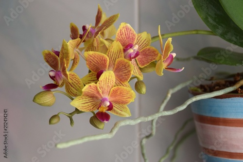 Fototapeta Naklejka Na Ścianę i Meble -  vaso di orchidea gialla con fiori