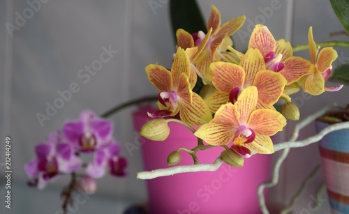 Fototapeta Naklejka Na Ścianę i Meble -  vasi di orchidee gialla e rosa