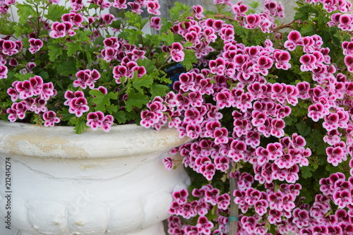 Fototapeta Naklejka Na Ścianę i Meble -  vaso con gerani rosa