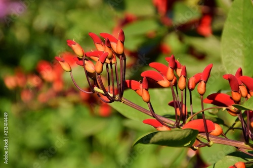 ramo con fiori rossi chiusi di erythrina crista-galli