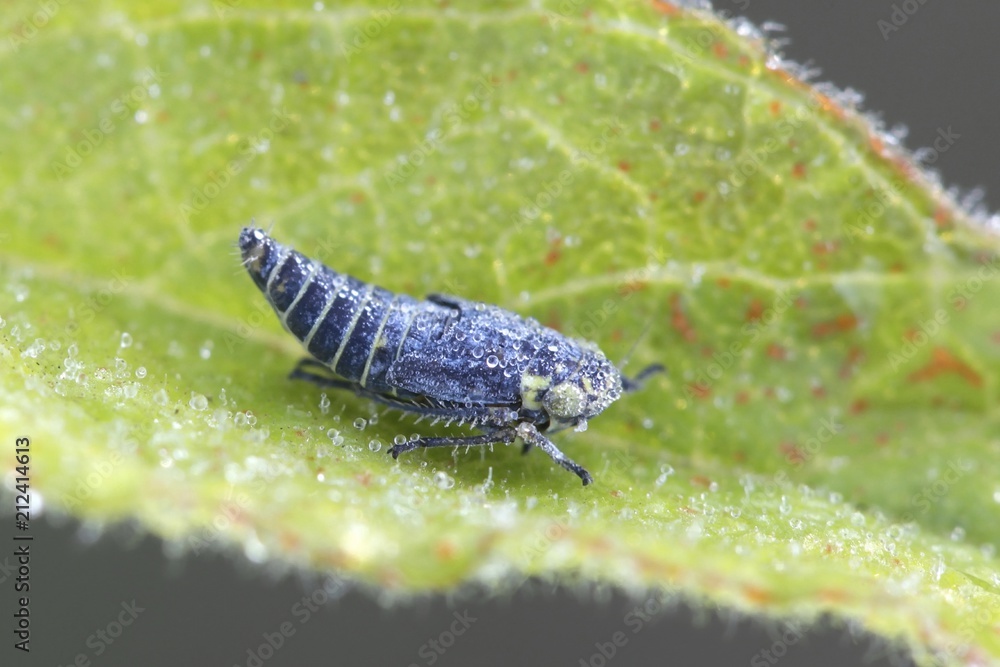 Blue hopper or leafhopper, Sonronius dahlbomi, tiny blue insect