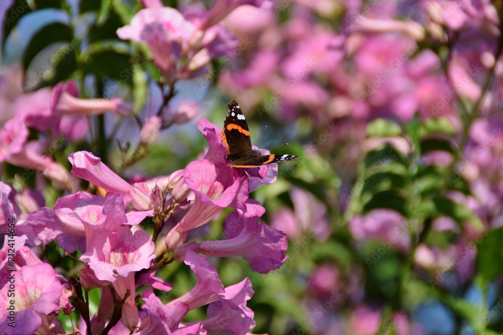 Farfalla Atalanta su fiori rosa di bignonia Farfalla Atalanta su fiori rosa di bignonia