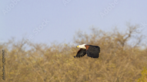 African fish eagle in Kruger National park, South Africa