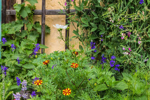 Fototapeta Naklejka Na Ścianę i Meble -  Farmer's Summer Flower Garden