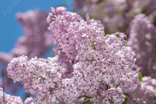  lilac blossoms on branches