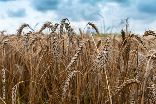 mature fields of wheat