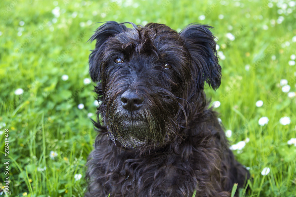 portrait of dog in the field of daisies
