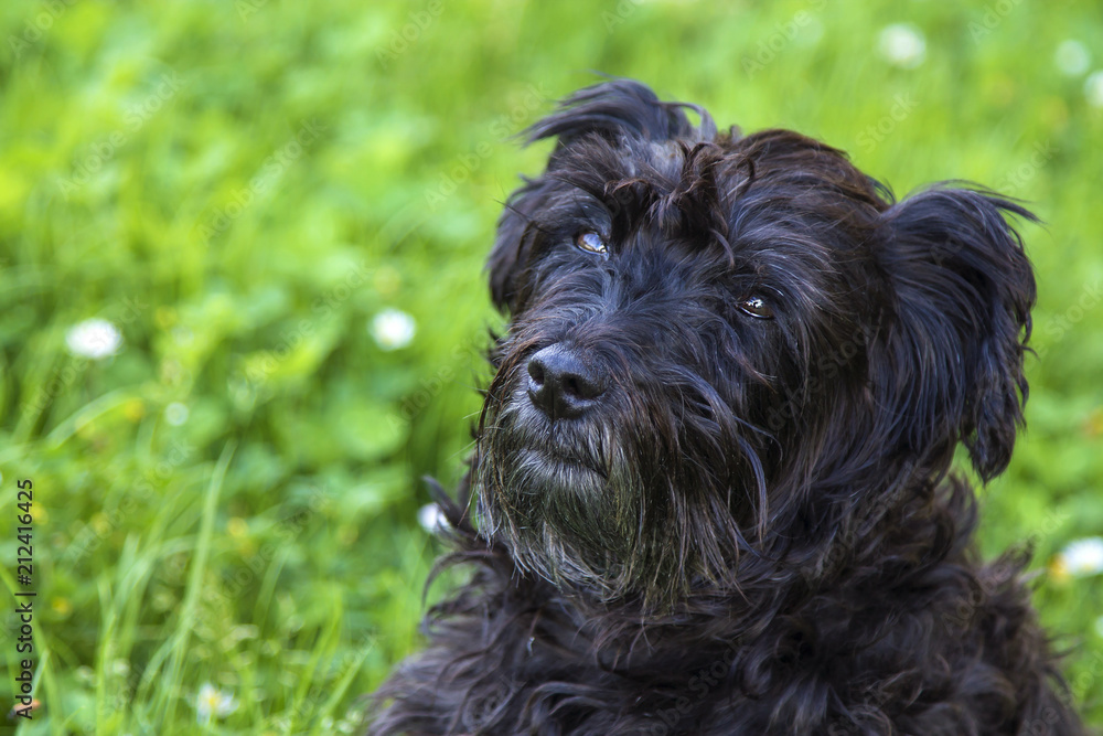 portrait of dog in the field of daisies portrait of dog in the field of daisies