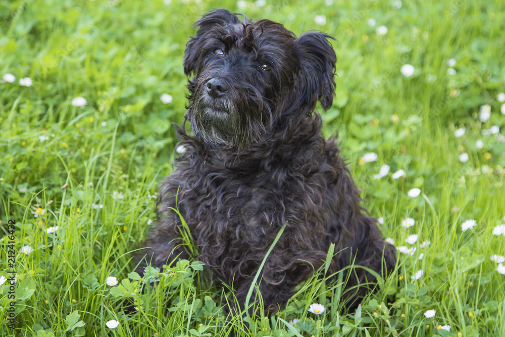 portrait of dog in the field of daisies