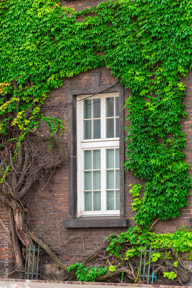a window of a brick building overgrown with a thick green vine a window of a brick building overgrown with a thick green vine