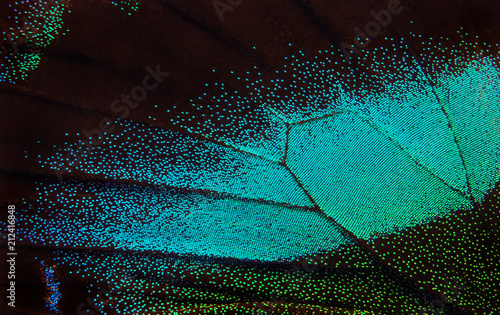 Wing of the butterfly. Papilio blumei. Close up. Wing of a butterfly texture background.      