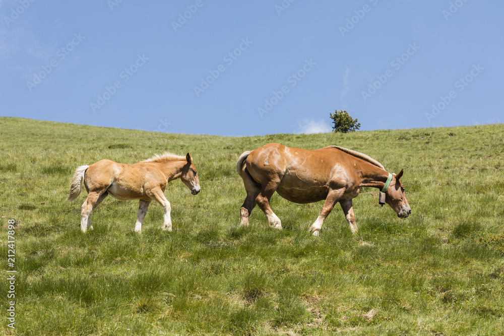 A mare and her foal walk across a meadow in the Pyrenees of Andorra A mare and her foal walk across a meadow in the Pyrenees of Andorra