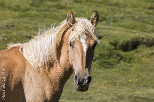 Close-up of a horse s head in the Pyrenees of Andorra