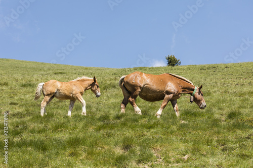 A mare and her foal walk across a meadow in the Pyrenees of Andorra