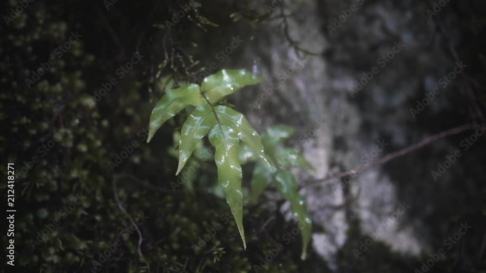 water dropping on leaf water dropping on leaf