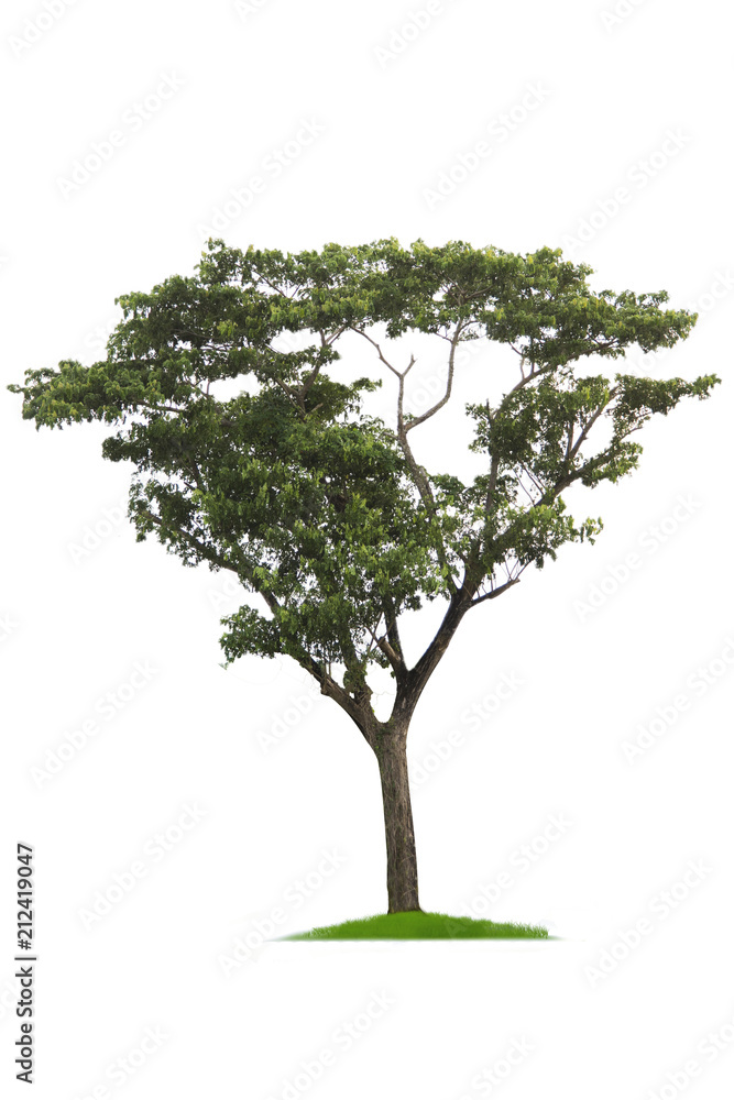 Obraz premium Green tree, beautiful white backdrop