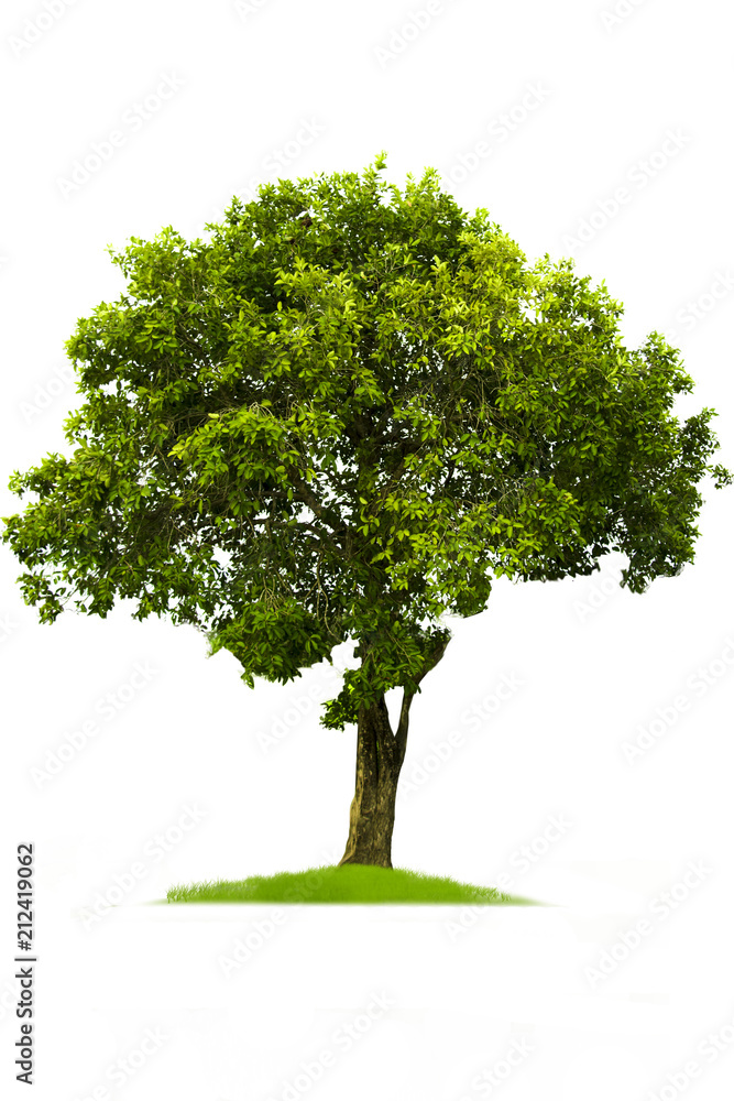 Green tree, beautiful white backdrop Green tree, beautiful white backdrop