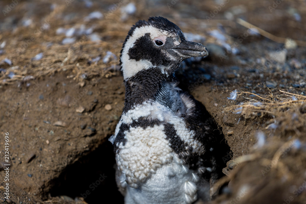 Fototapeta premium Chile