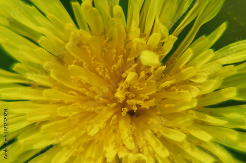 SONCHUS - Sunny flower on the meadow