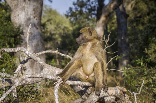 Chacma baboon in Kruger National park, South Africa © PACO COMO