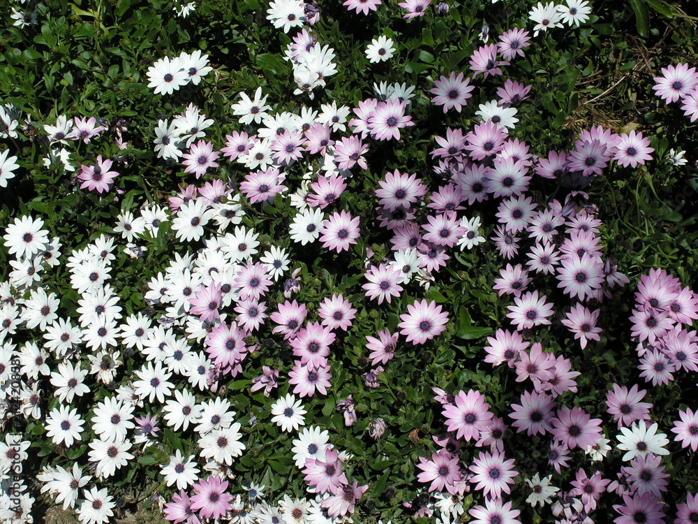 Obraz premium Fleurs