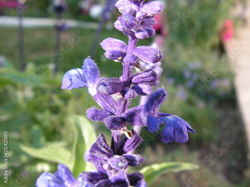 Fleurs