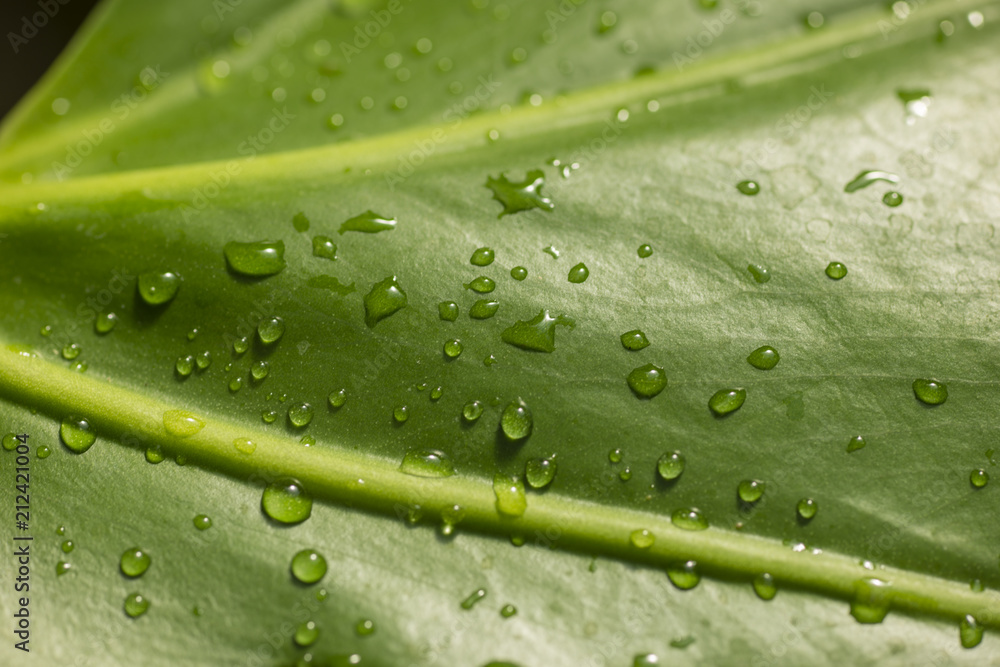 Water drops on green leaves. Water drops on green leaves.