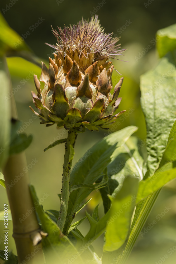 Artichoke flower on cultivated plant field. Artichoke flower on cultivated plant field.