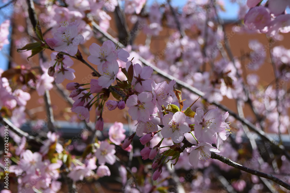 branches with pink cherry blossom in front of orange background, tender scene with pink and fragile blossoming cherry flowers branches with pink cherry blossom in front of orange background, tender scene with pink and fragile blossoming cherry flowers
