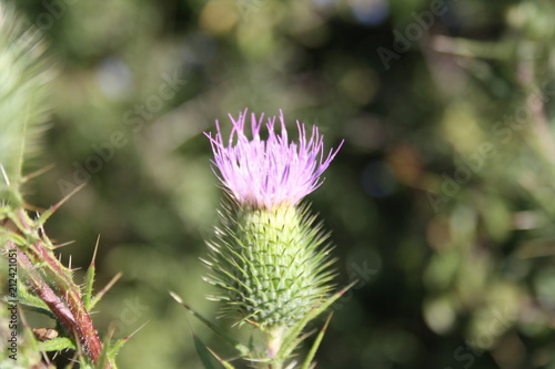 Fleurs