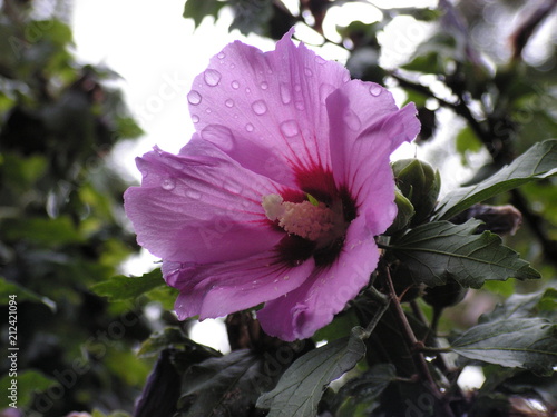 Fleurs