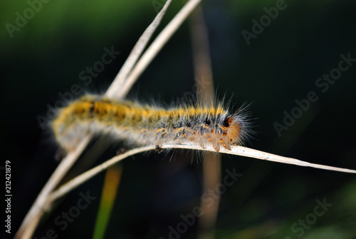 Lasiocampa trifolii (grass eggar) fuzzy tiger colored caterpillar crawling on gray grass close up macro detail, soft dark blurry background © ArtoPhotoDesigno