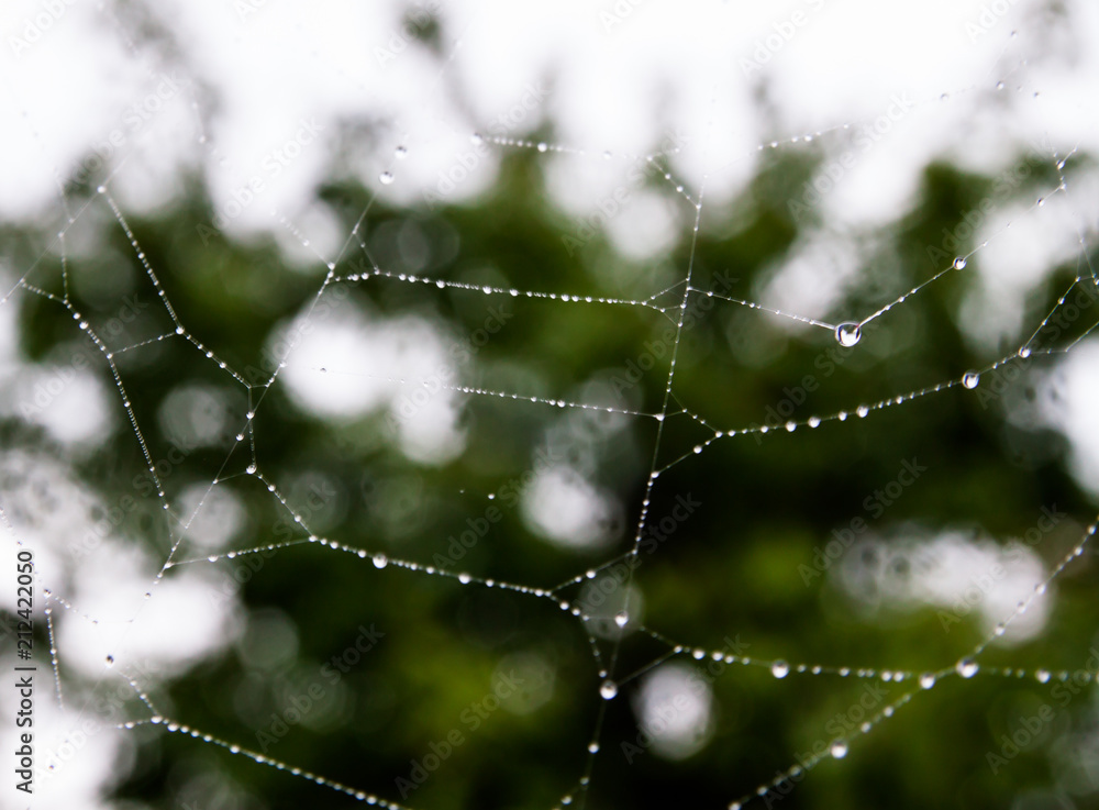 Spinnennetz bei Regen
