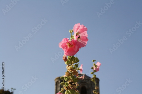 Fleurs