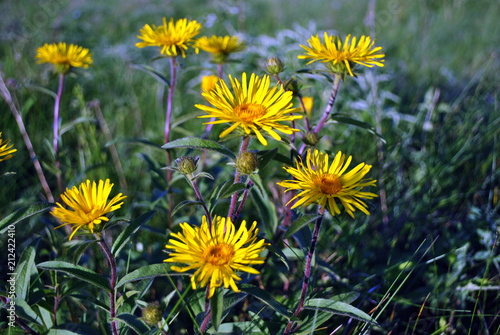 Doronicum plantagineum  the plantain-leaved leopard s-bane or plantain false leopardbane  blooming flowers on blurry grass background