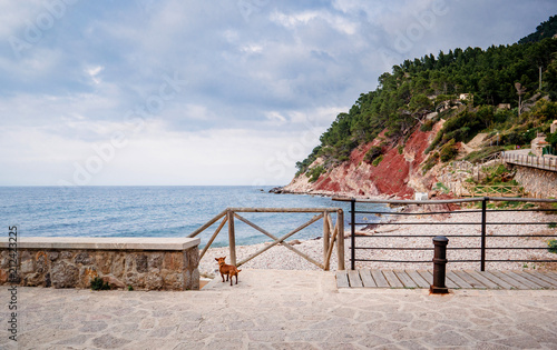 Dog adimiring the calm sea and clouds above the Port de Valldemossa in Mallorca Majorca Spain