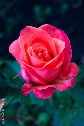 Bright pink rose on a dark background  garden fower